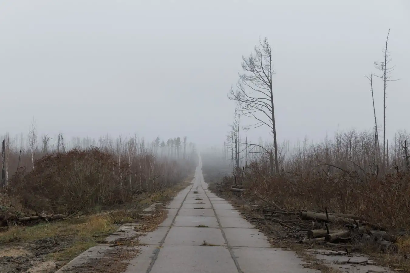 Road in the Chernobyl Exclusion Zone, Ukraine, December 16, 2025.