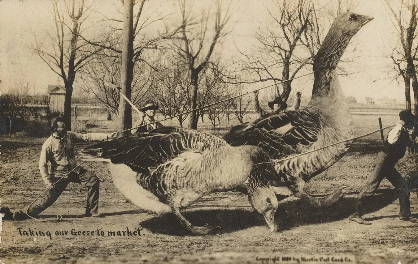 Taking our Geese to market, Martin Post Card Company, 1908. Purchase 2019