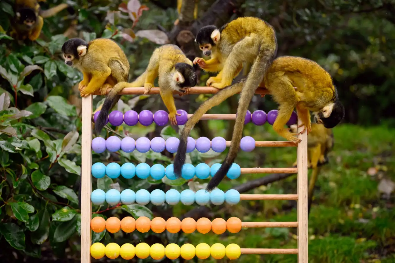 Squirrel monkeys climb on an abacus