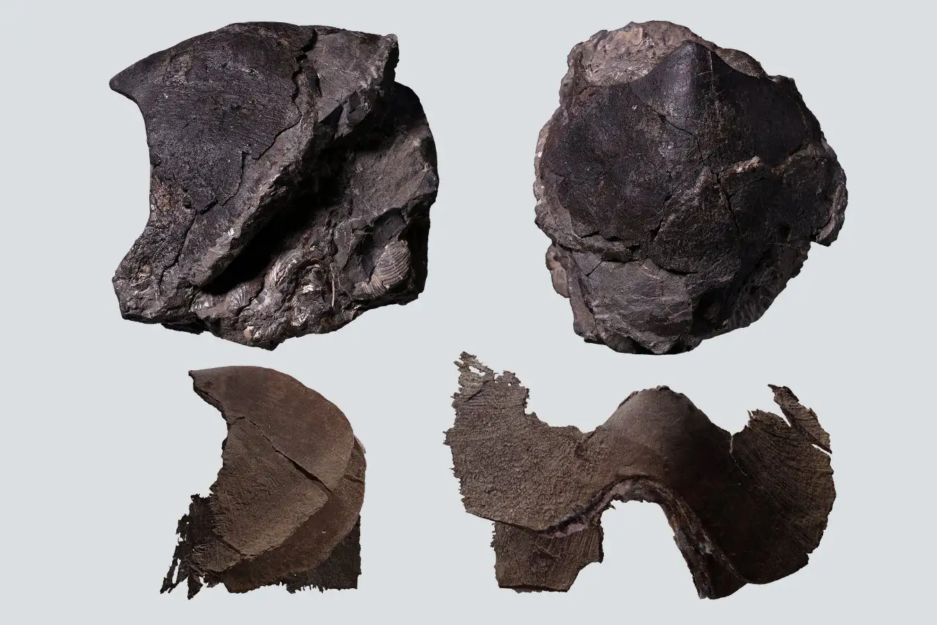 Fossils of the jaws of Nanaimoteuthis haggarti (top) and Nanaimoteuthis jeletzkyi (bottom)