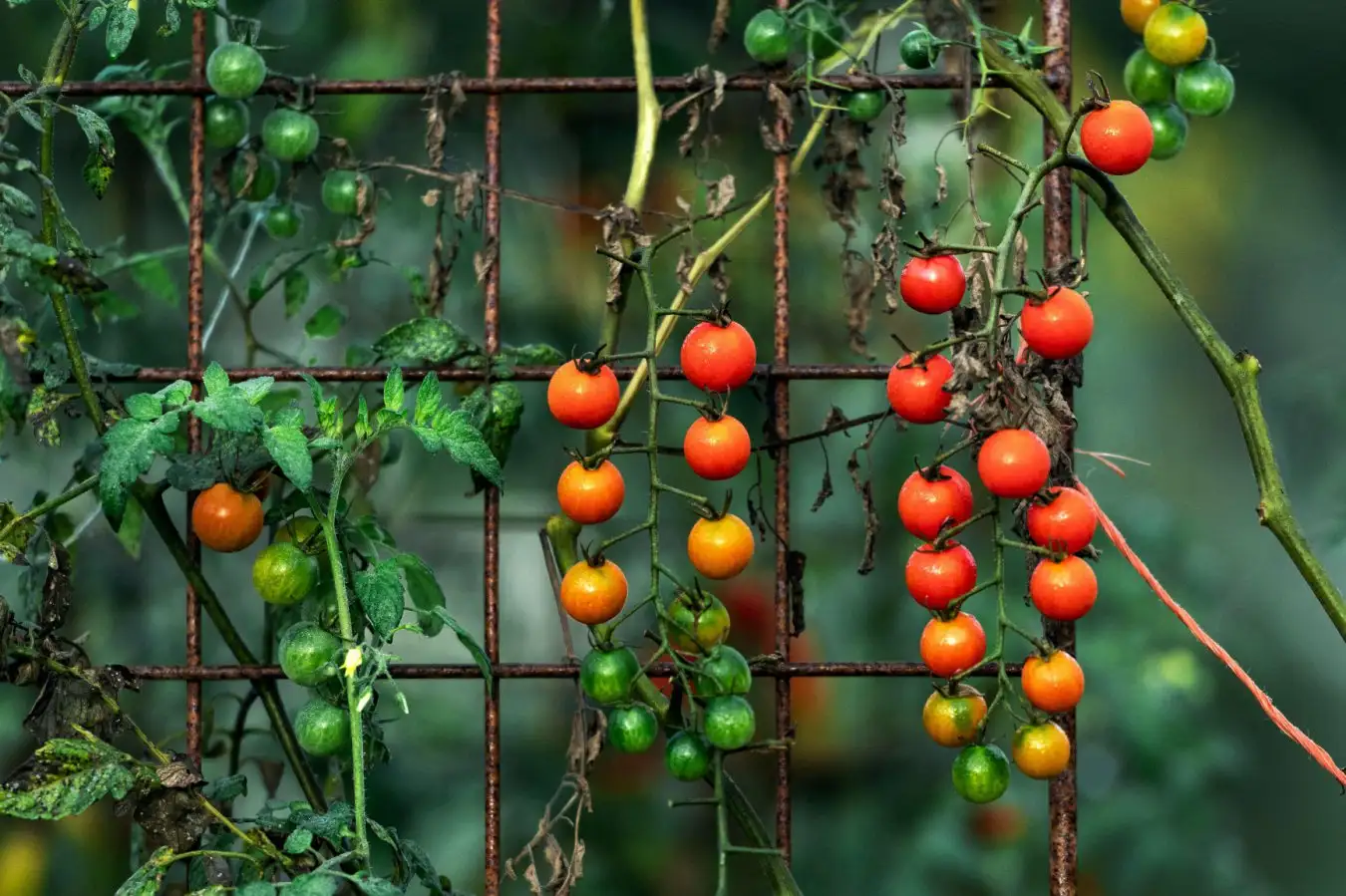 Cherry tomatoes growing in garden.