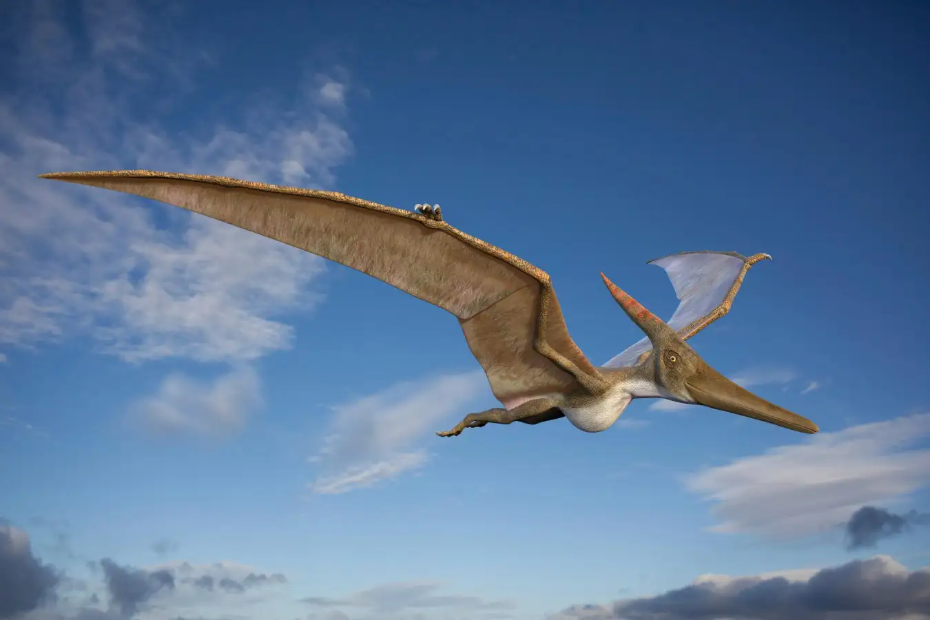 W8HRB1 Pteranodon in flight, illustration. These flying reptiles lived during the late cretaceous period, about 86-85 million years ago.