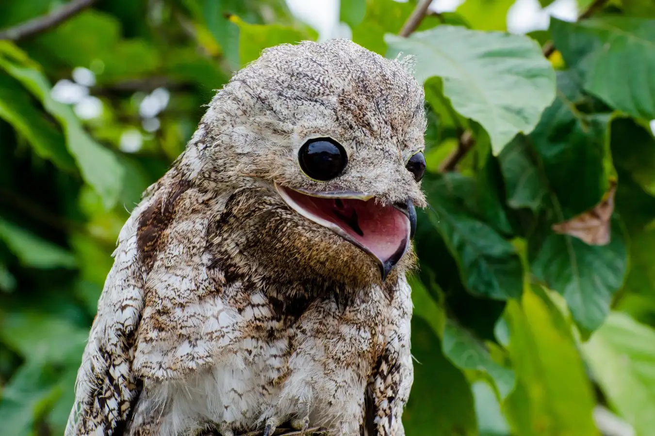 The potoo bird, smiling