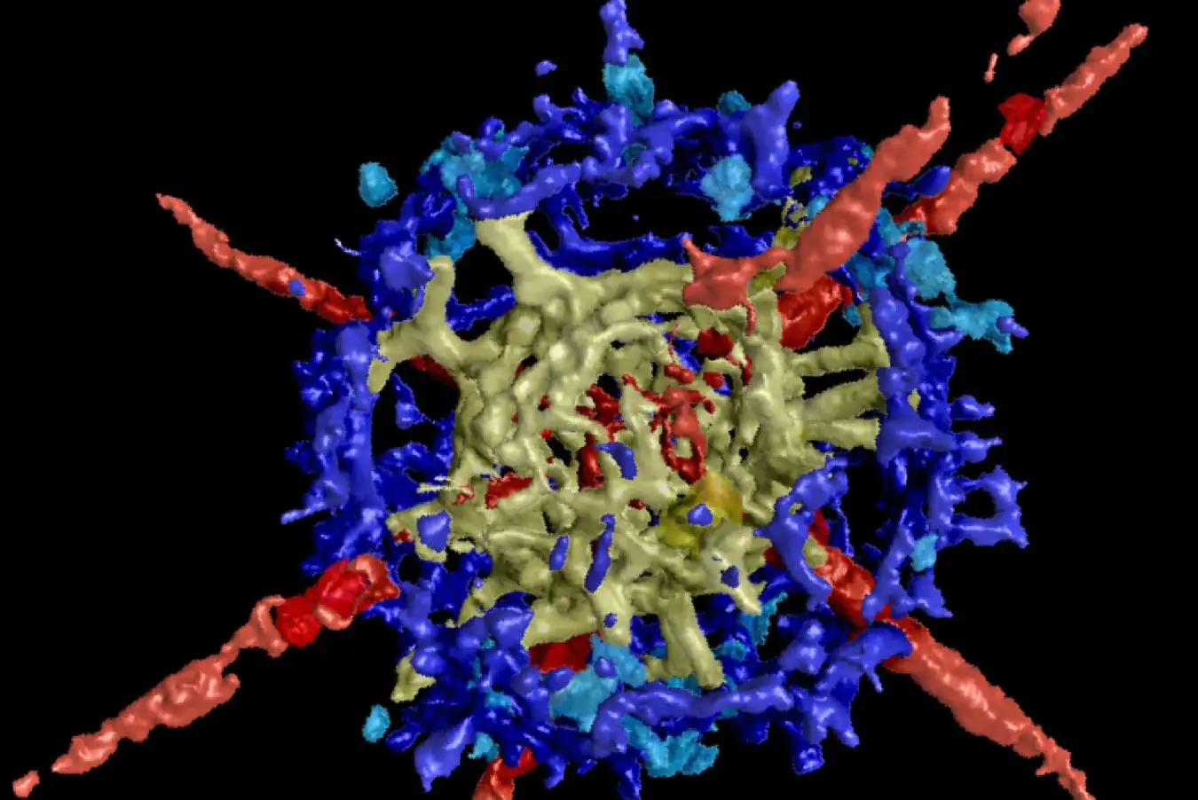 An ancient radiolarian