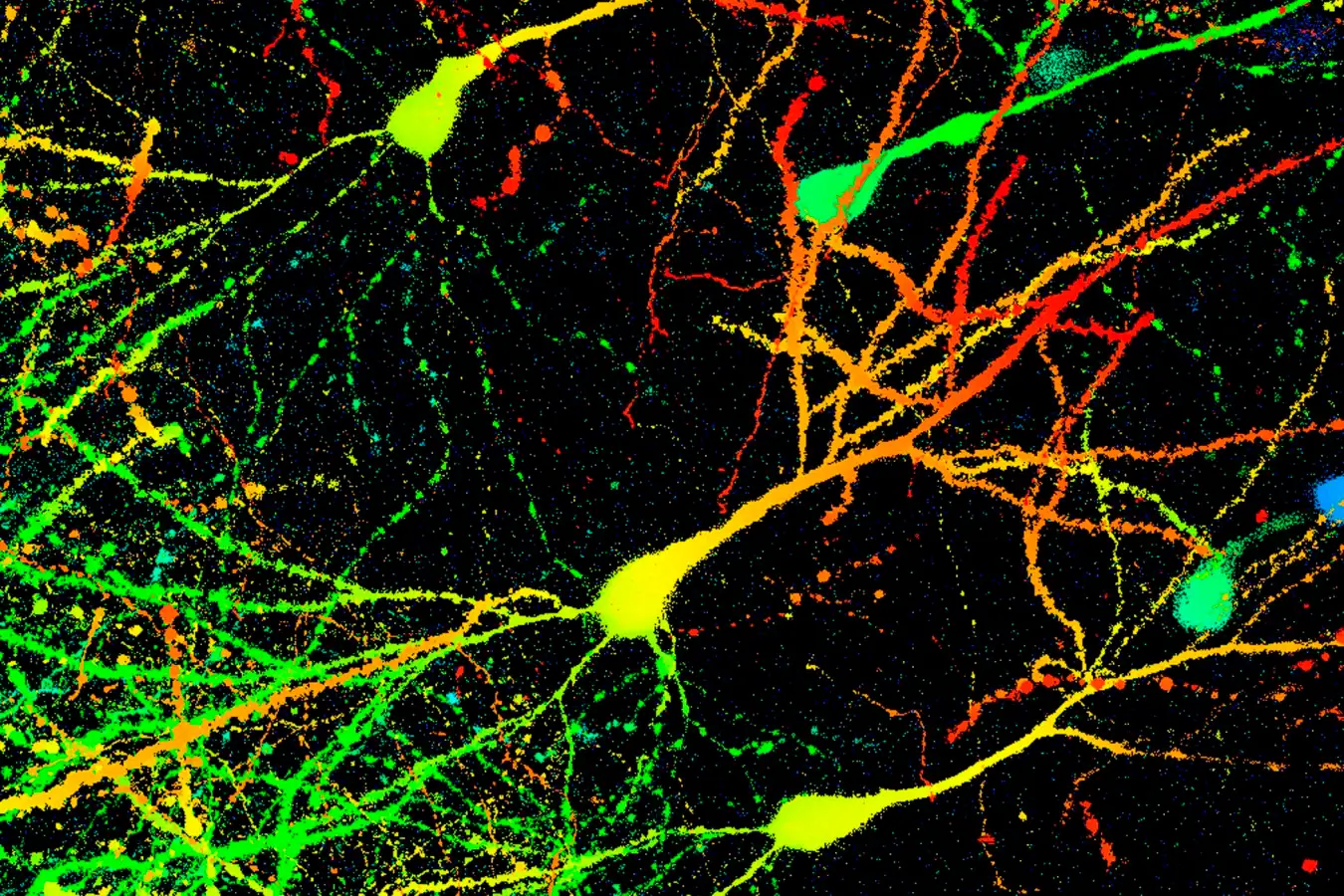 A light micrograph of mice neurons that have been labelled with a fluorescent protein to distinguish between cells at different depths within the brain tissue