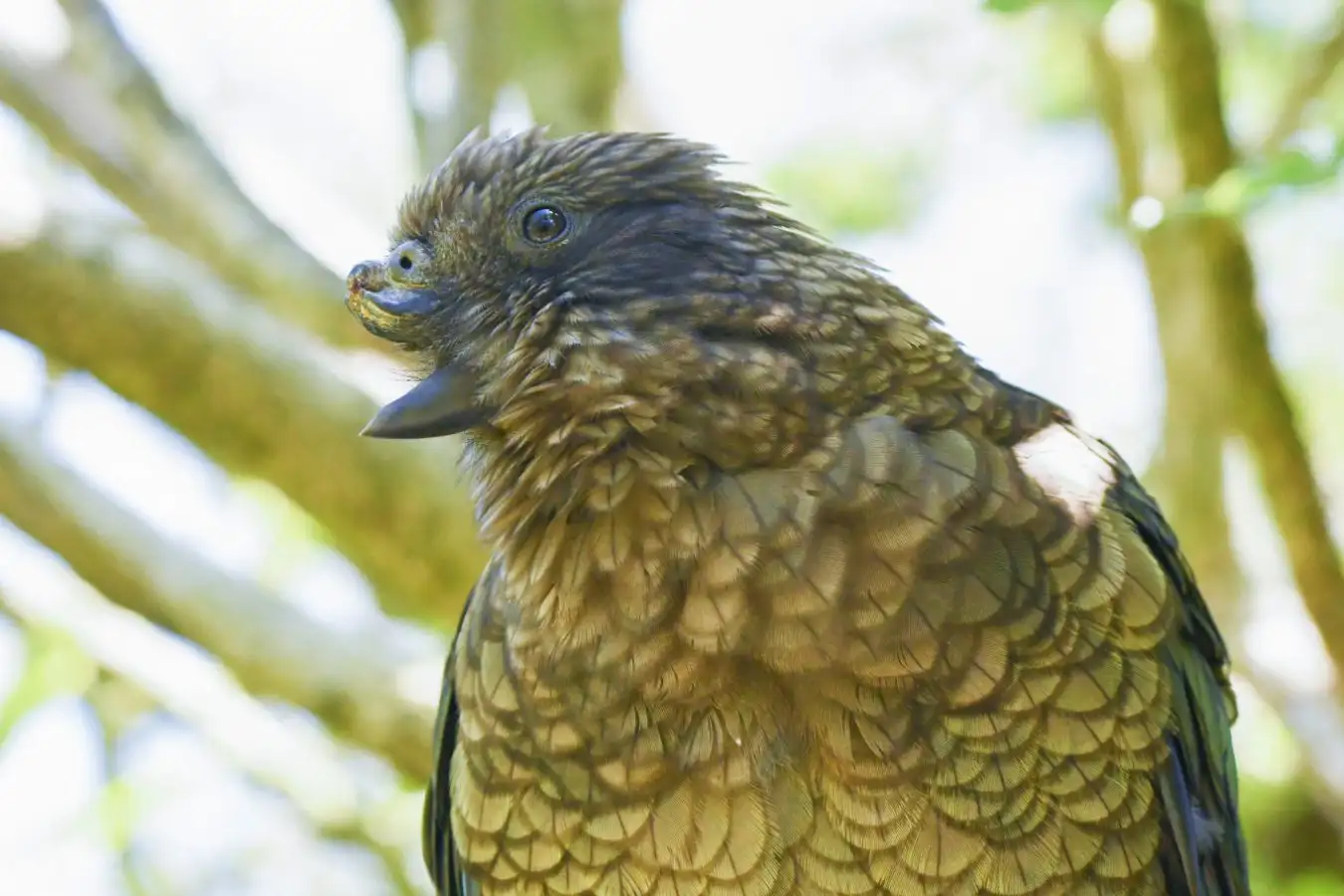 Kea with broken beak