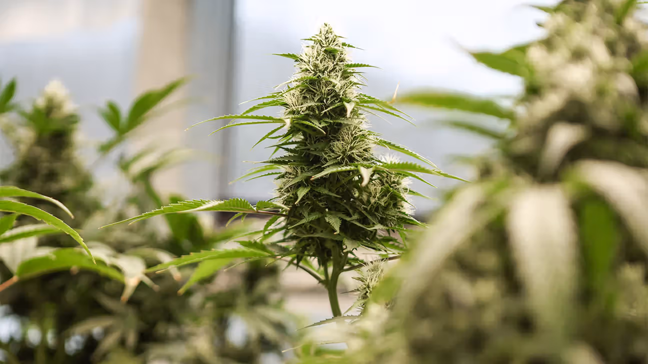 Medical cannabis grows indoors