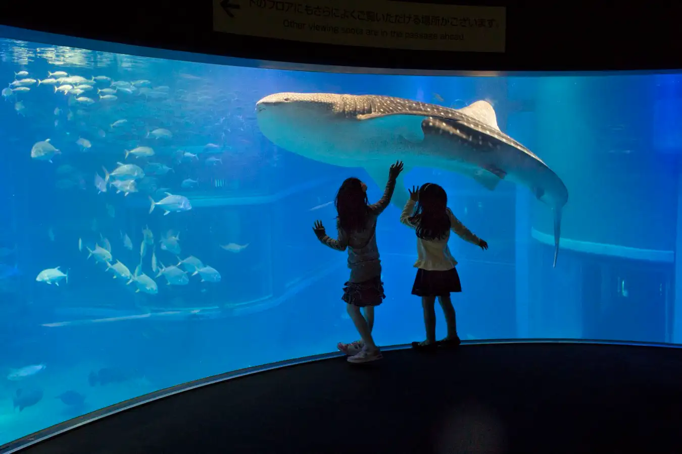 Children at an aquarium. According to the gene's-eye view of evolution, all lifeforms are just vehicles to propagate genes