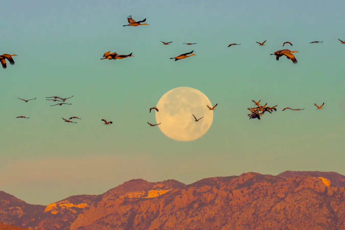 Migrating Sandhill cranes (Grus canadensis) flock in flight at dawn against a full moon along Rio Grande Drainage, Sonoran Desert, Arizona, USA. December.