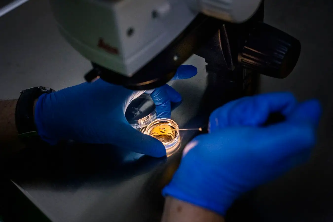 TBILISI, GEORGIA - 2019/12/19: Inside a lab at a clinic in Tbilisi, Georgia, Doctor Jordan from Spain, is doing an artificial insemination into an egg that later will be planted into a Georgian surrogate mother. The country of Georgia has become a hub for the international surrogate industry, driven by the poverty of domestic surrogate mothers and the desire of foreign customers to have a child. (Photo by Jonas Gratzer/LightRocket via Getty Images)