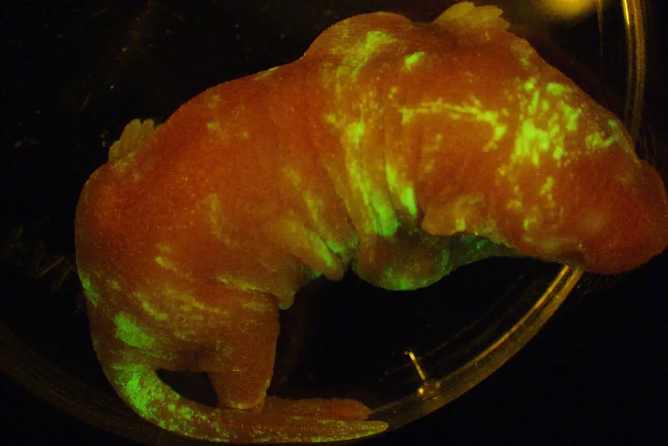 The mice partly fluorescing green under UV light because they are made up of cells from rats that had been genetically modified to do so