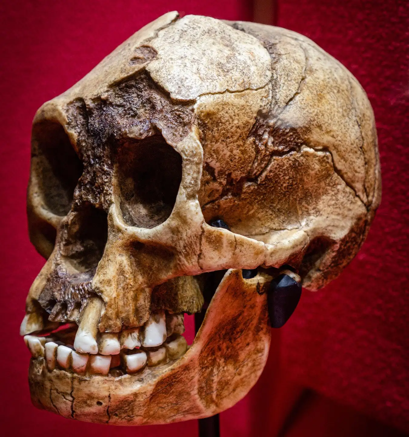 2WMFE3Y Homo floresiensis skull replica, Museo Comarcal de Molina de Aragon, Guadalajara, Spain