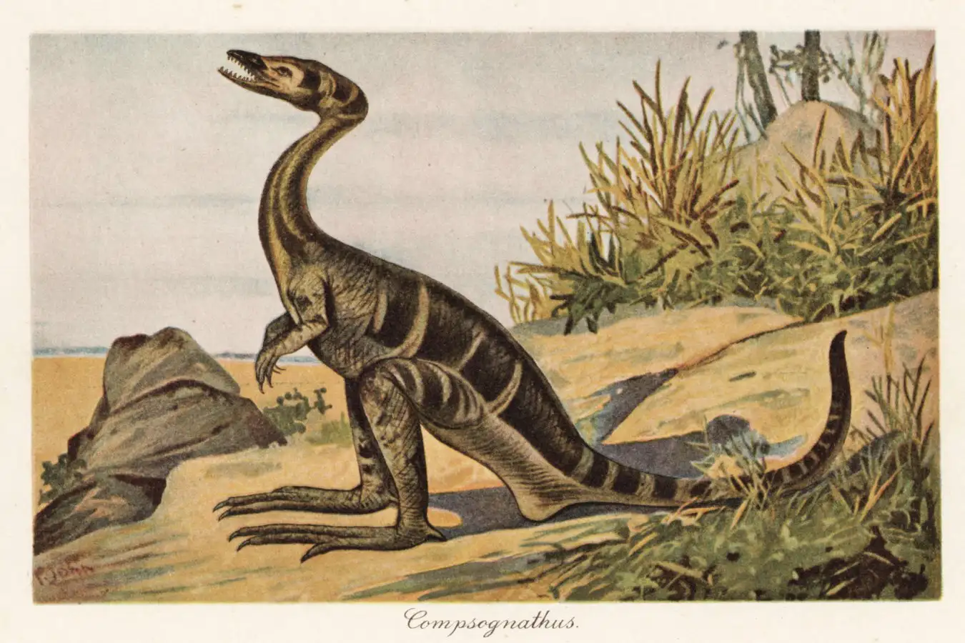 2JG3EDF Reconstruction of a Compsognathus longipes, small, bipedal, carnivorous theropod dinosaur of the Jurassic. Colour printed illustration by F. John from Wilhelm Bolsche??s Tiere der Urwelt (Animals of the Prehistoric World), Reichardt Cocoa company, Hamburg, 1908.