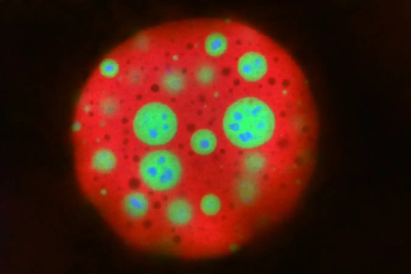 The nucleolus of an egg cell of a frog contains clusters of different types of liquid blobs 