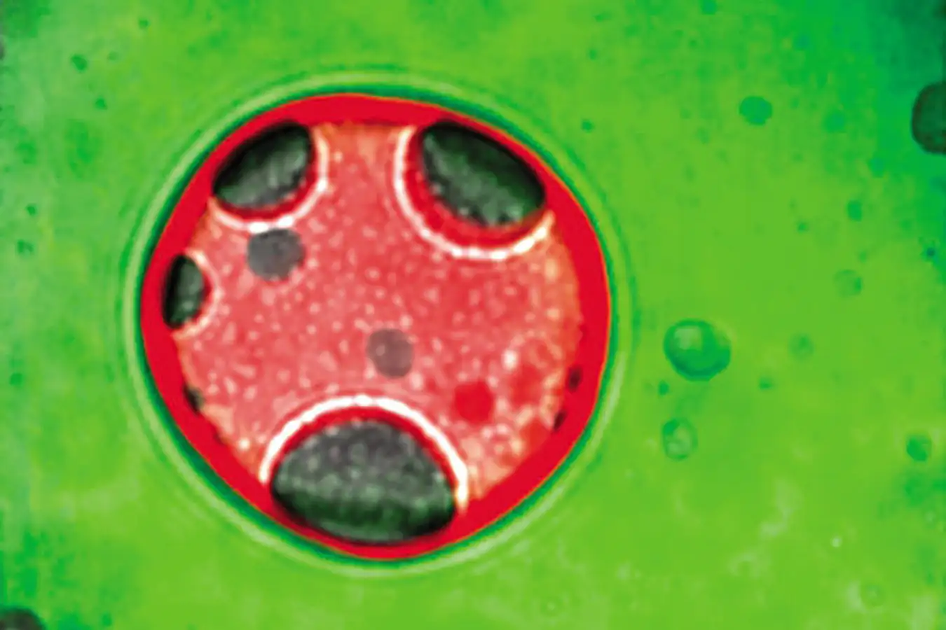 A complex droplet formed by mixing water, vegetable oil and silicone oil