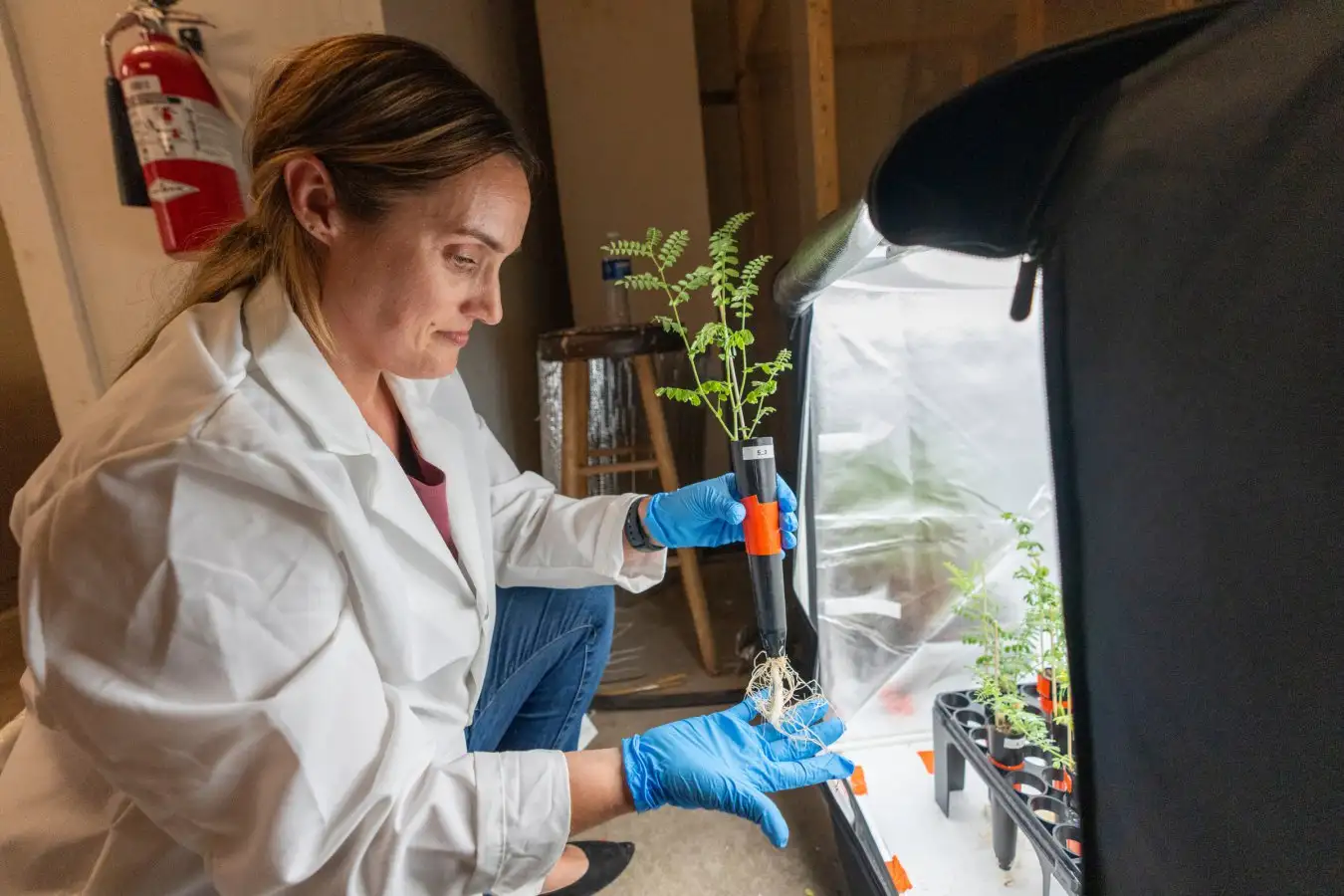 Department of Soil and Crop Sciences Ph.D. student Jess Atkin works with chickpeas grown in simulated moondust on Thursday, Feb 06, 2025, in College Station, Texas. (Michael Miller/Texas A&M AgriLife)