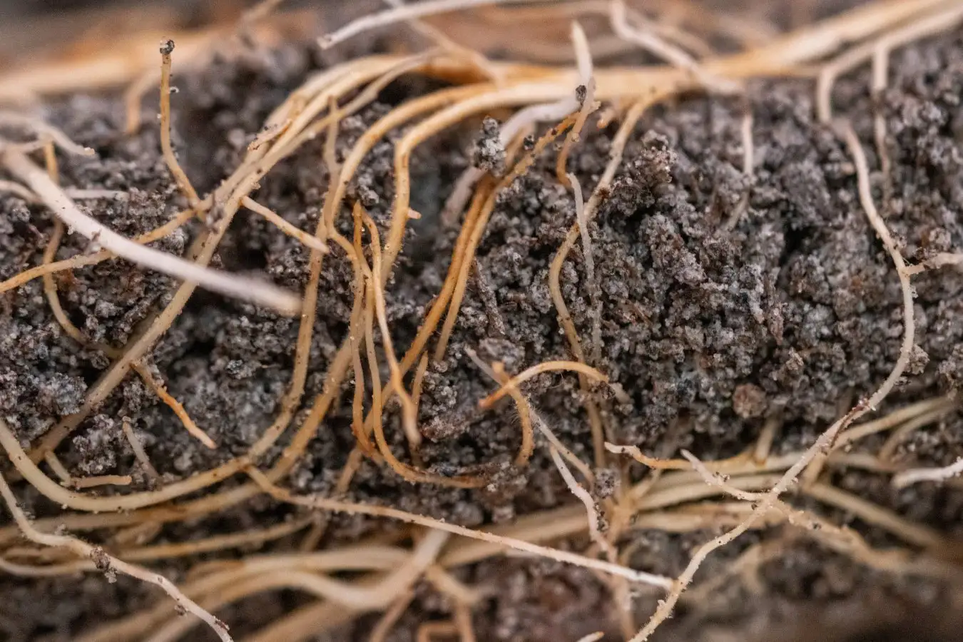 Chickpea roots in simulated moon soil
