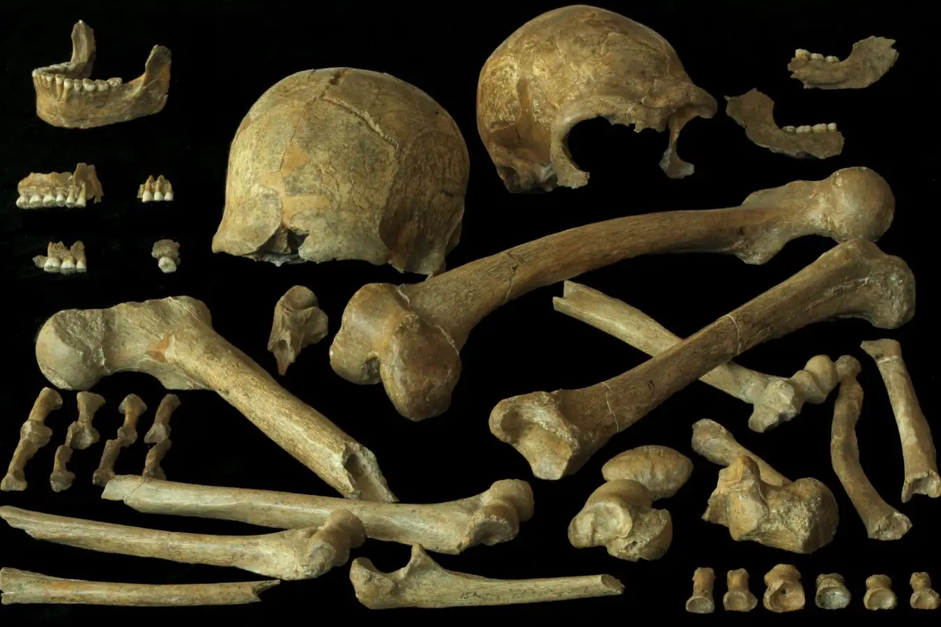 Neandertal skeletal elements from the Spy 1 and 2 skeletons (Lohest Collection, 1886) from Spy Cave in Belgium.