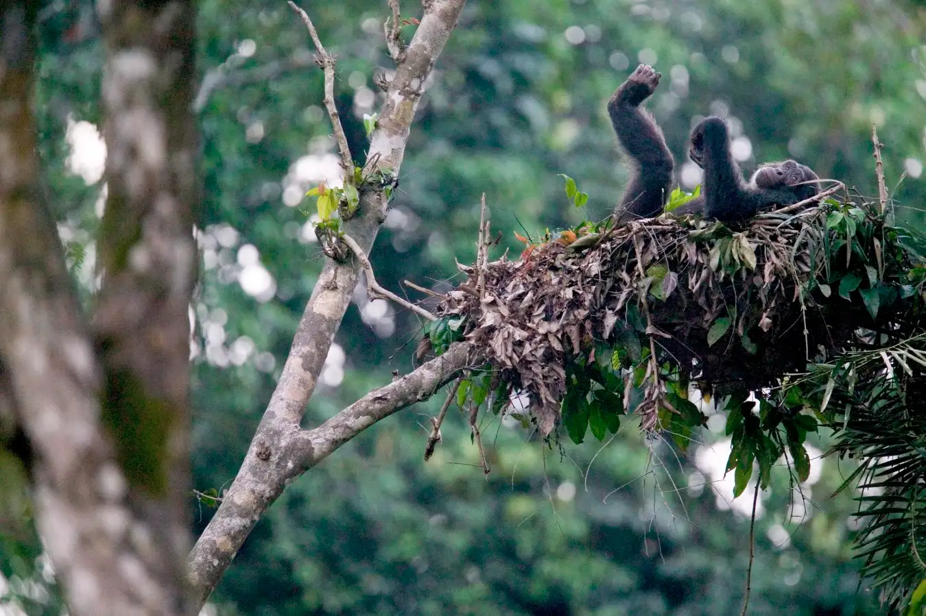 A chimpanzee resting in a nest it has built in a tree