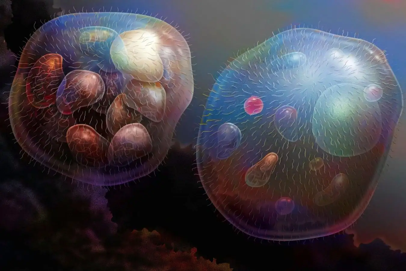 2JKWR5N The nucleus cells would come from the association of several bacteria.