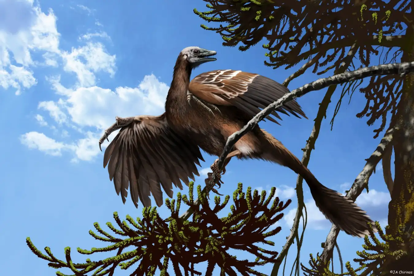 Archaeopteryx. Artwork of the prehistoric feathered reptile Archaeopteryx which lived around 150 million years ago. Discovered in 1861 in southern Germany, it was the first feathered fossil specimen ever found. Despite possessing bird-like feathers, wings and a wishbone, Archaeopteryx also had sharp teeth, finger digits and a bony tail similar to non-bird predatory dinosaurs. This species and numerous other feathered fossils support the theory that modern day birds evolved from prehistoric theropod dinosaurs.
