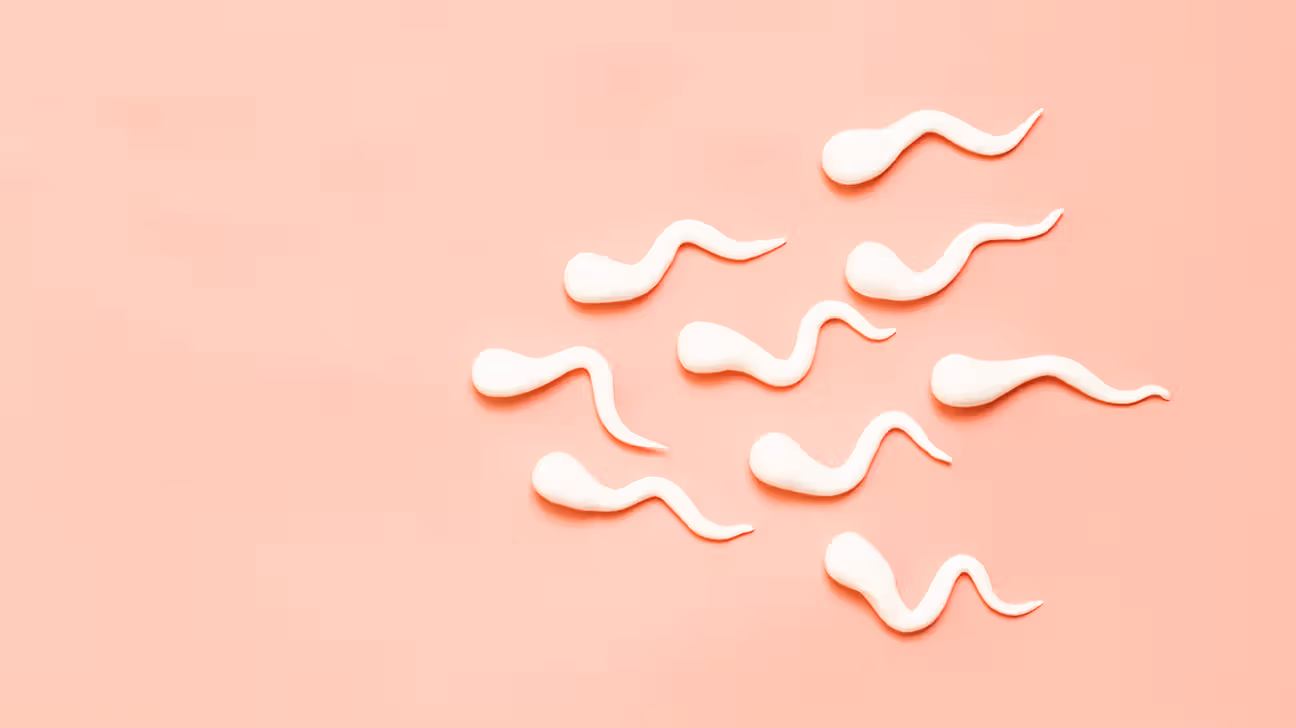 Sperm figures on a coral background