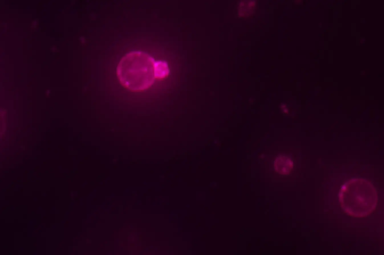 SpudCell, with it's red membrane stained with a lipid dye