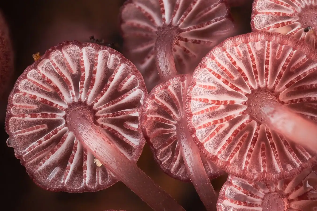 Page 28 - Mycena lividorubra
