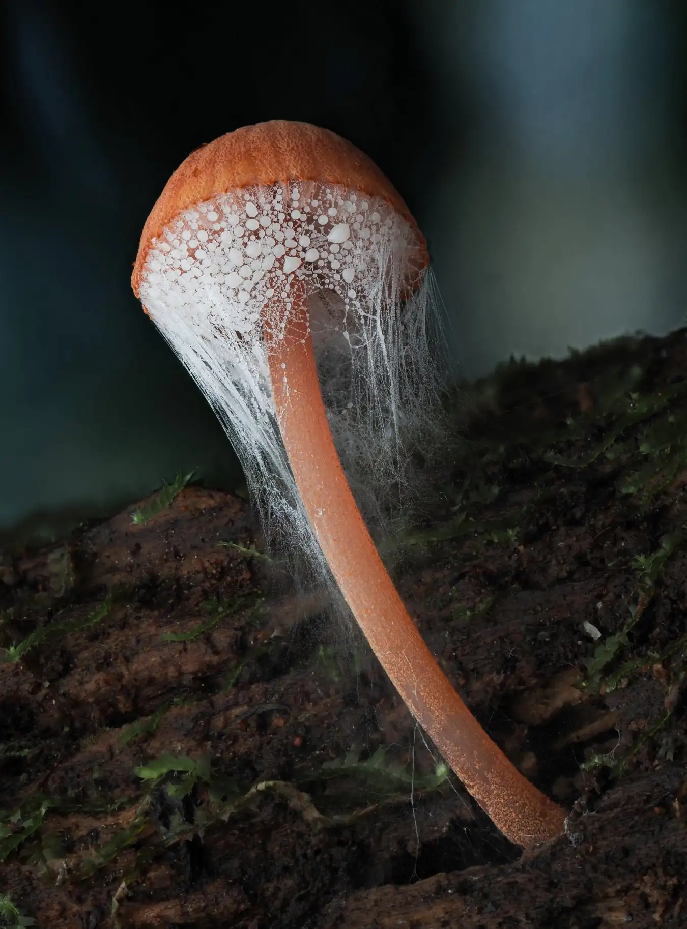 Page 39 - Mycena plus mold