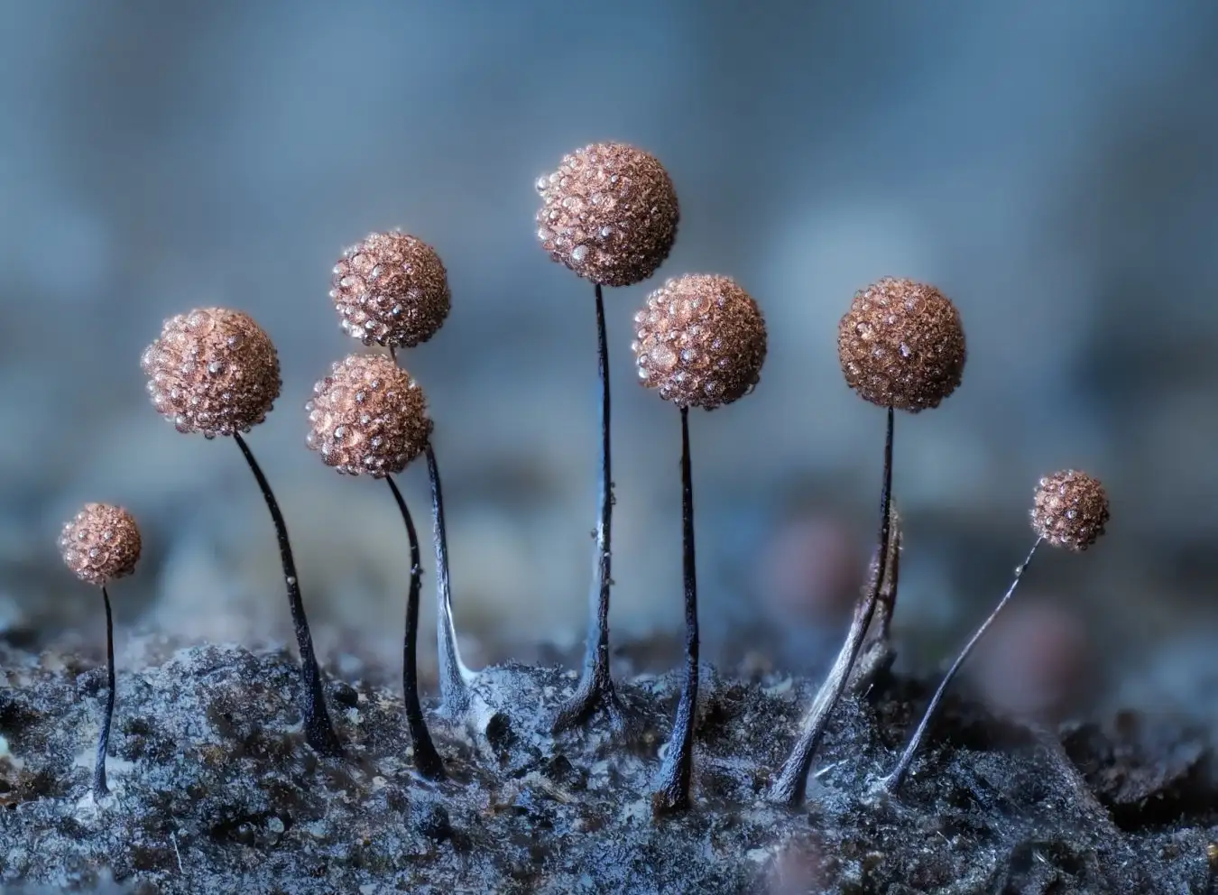 Page 296 - Myxomycetes (Slime Moulds)