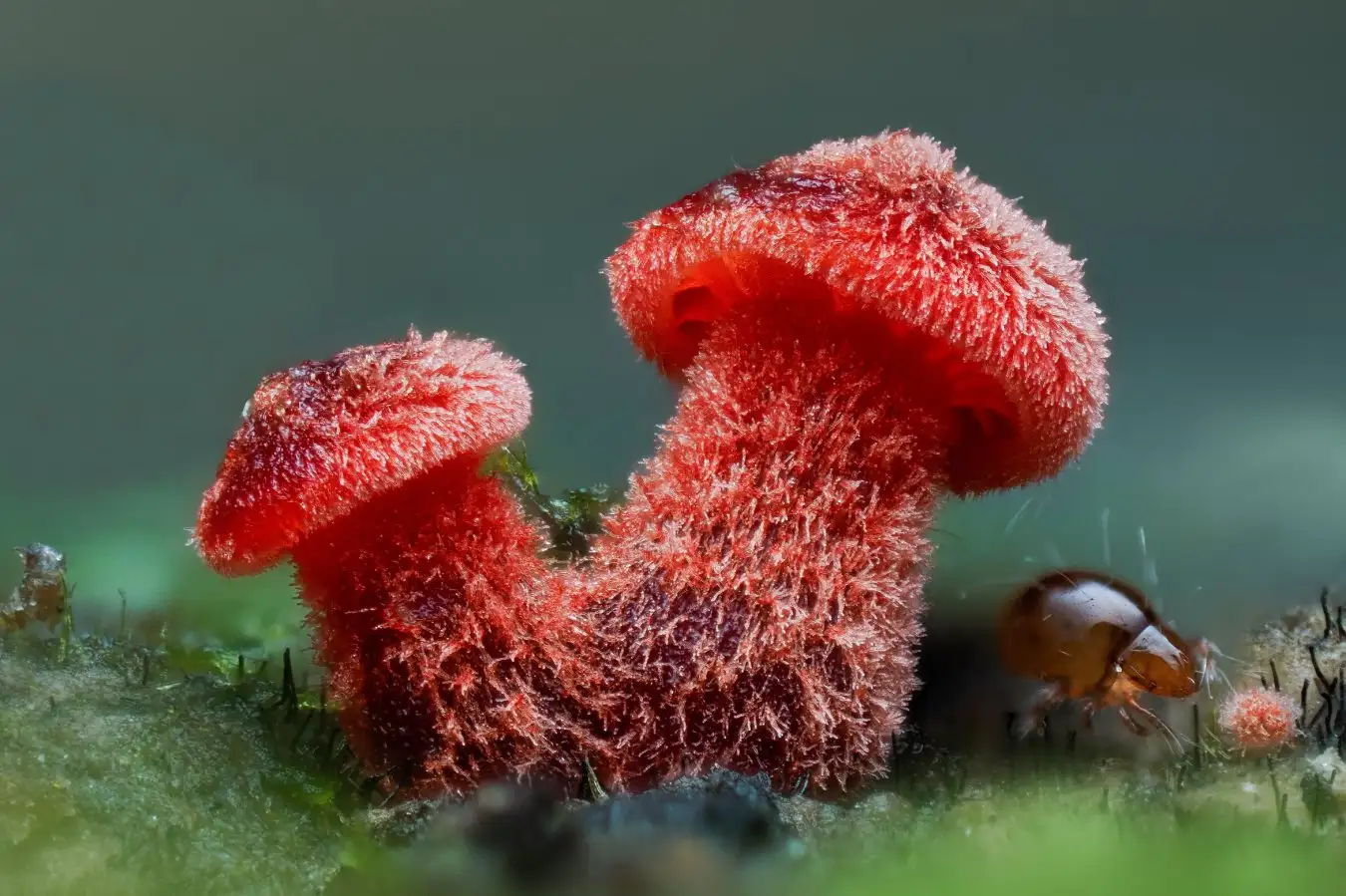 Page 48 and 49 - Cruentomycena viscidocruenta